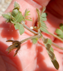 Kallstroemia californica