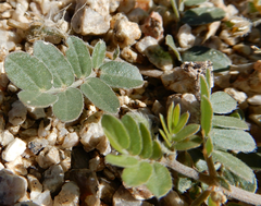 Kallstroemia californica