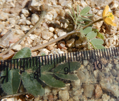 Kallstroemia californica