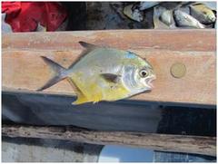 Trachinotus kennedyi