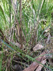 Lomandra multiflora dura