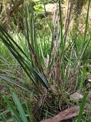 Lomandra multiflora dura
