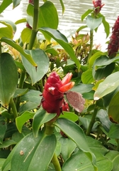 Elymnias hypermnestra