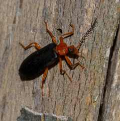 Neopyrochroa flabellata