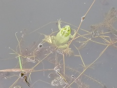 Euphlyctis hexadactyla