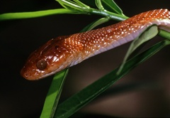 Common Tiger Snake photo 2