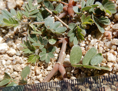 Kallstroemia californica