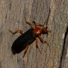 Neopyrochroa flabellata