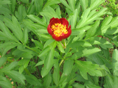 Paeonia peregrina