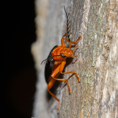 Neopyrochroa flabellata