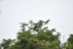 Heliomaster longirostris
