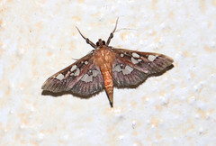 Phostria