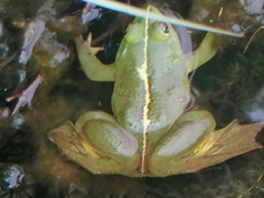 Euphlyctis hexadactyla