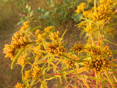 Flaveria campestris