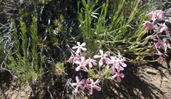 Phlox stansburyi