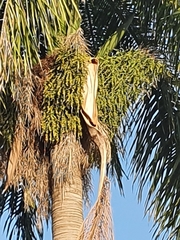 Roystonea borinquena