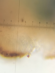 Bryoplaca sinapisperma