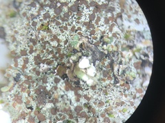 Bryoplaca sinapisperma