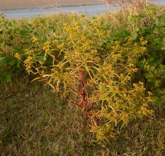 Flaveria campestris