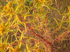 Flaveria campestris