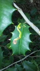 Phytomyza ilicicola