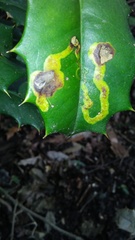 Phytomyza ilicicola