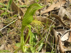 Pterostylis unicornis
