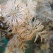 Spiral Bryozoan - Photo (c) Karolle Wall, some rights reserved (CC BY-NC), uploaded by Karolle Wall