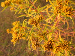 Flaveria campestris