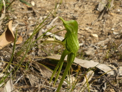 Pterostylis unicornis