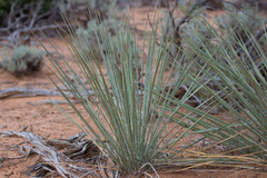 Yucca angustissima kanabensis