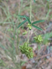 Lespedeza angustifolia