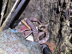 Boiga siamensis