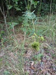 Lespedeza angustifolia
