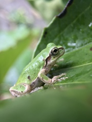 Hyla japonica