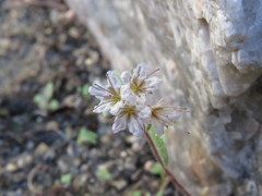 Phacelia mohavensis