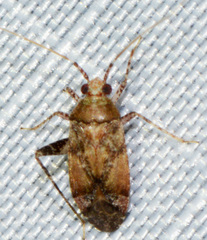 Phytocoris breviusculus
