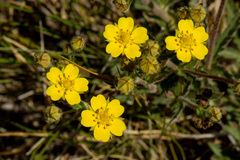 Potentilla gracilis