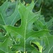 Northern Pin Oak - Photo (c) eknuth, some rights reserved (CC BY-NC), uploaded by eknuth