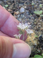 Phacelia mohavensis
