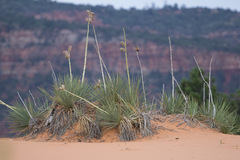 Yucca angustissima kanabensis
