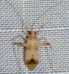 Phytocoris depictus