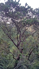 Arctostaphylos pallida