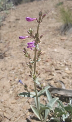 Penstemon patens