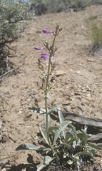 Penstemon patens