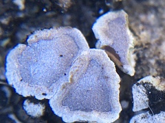 Acarospora glaucocarpa