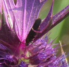 Cisseps fulvicollis