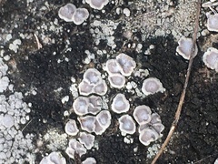 Acarospora glaucocarpa