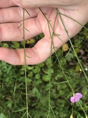 Agalinis obtusifolia