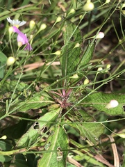 Agalinis obtusifolia
